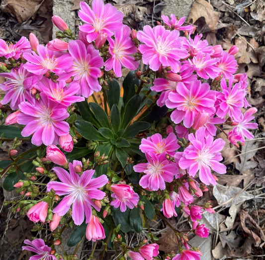 A rosette of deep green succulent leaves is crowned with a spray of bright pink flowers.